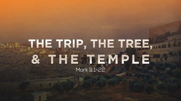 The Trip, the Tree, and the Temple