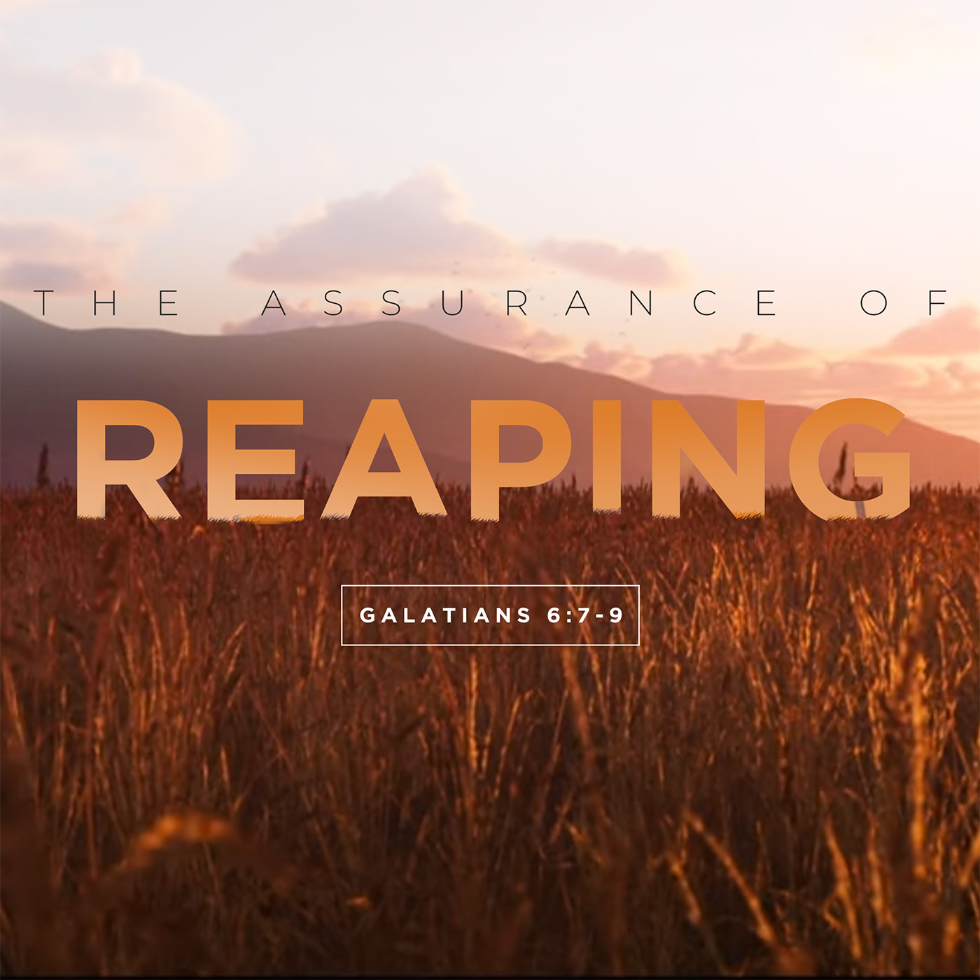 The Assurance of Reaping - Transition Sermons episode artwork